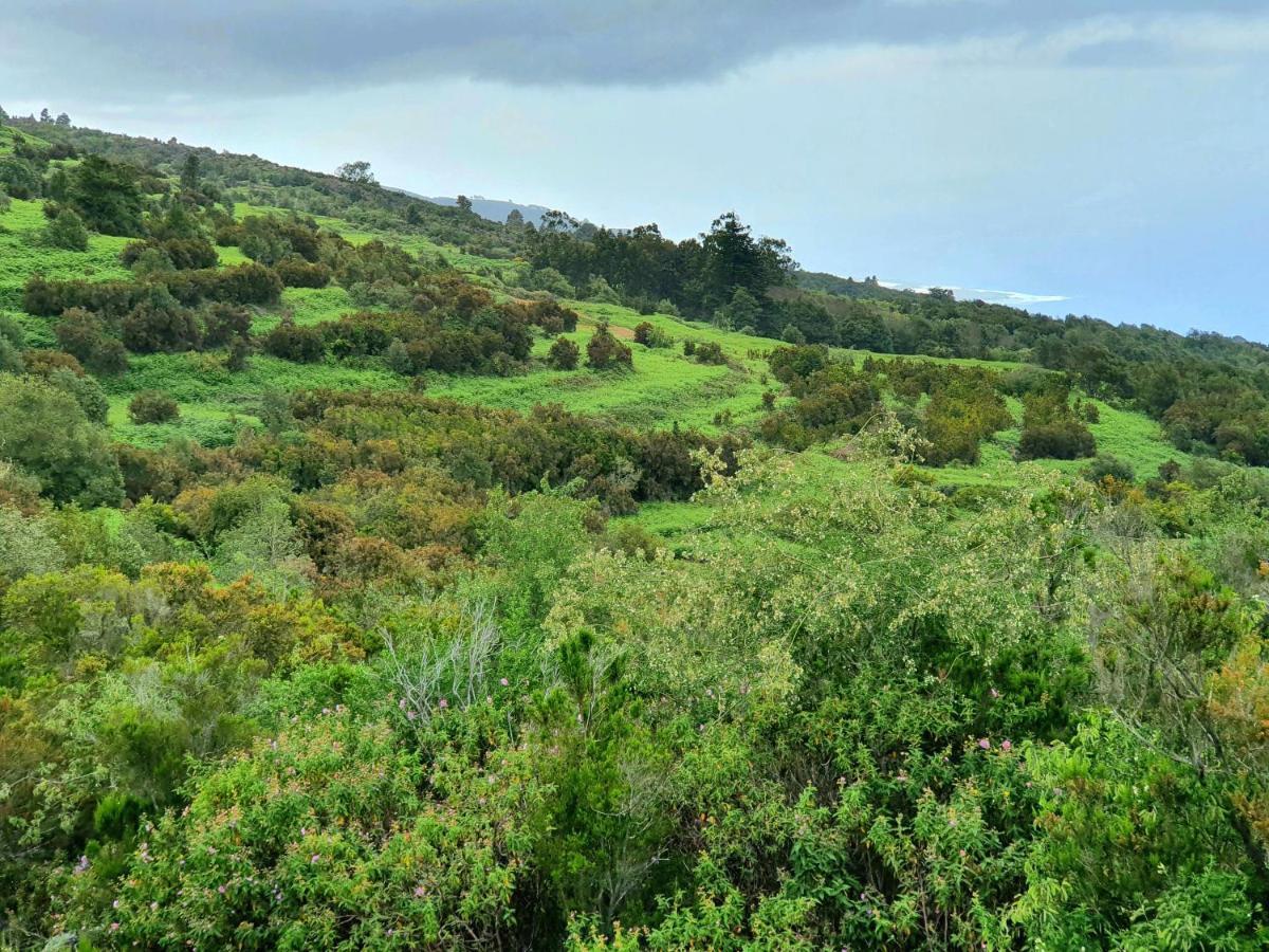 Canarian House Casa Esther In איקוד דה לוס וינוס מראה חיצוני תמונה